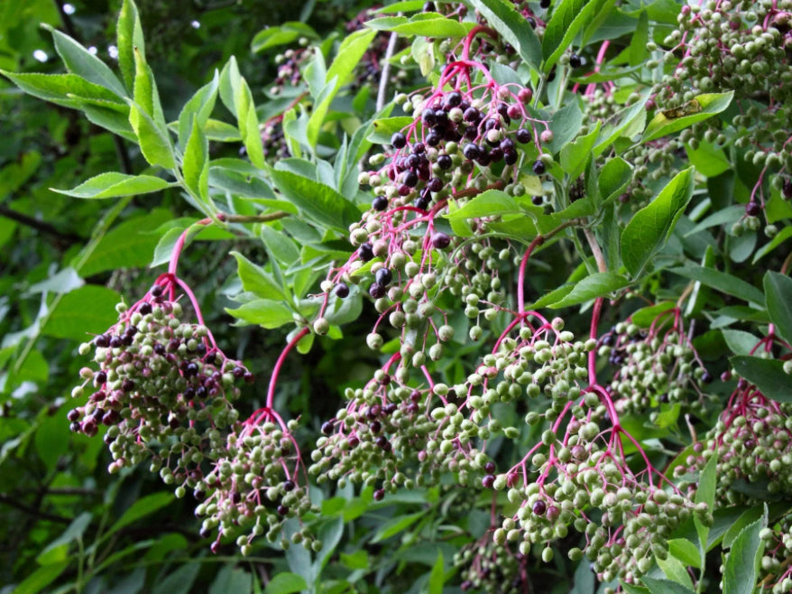 Elderberry Syrup & Oxymel Workshop