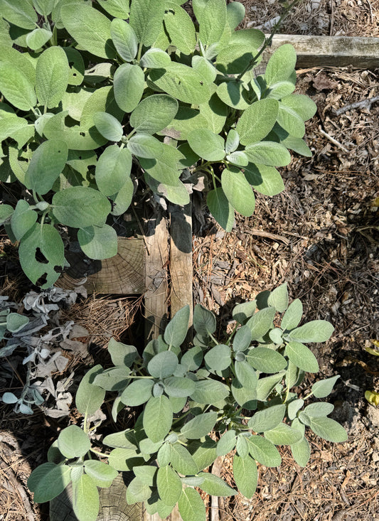 An Introduction to Kitchen Herbalism (AUGUST 23rd in person class)