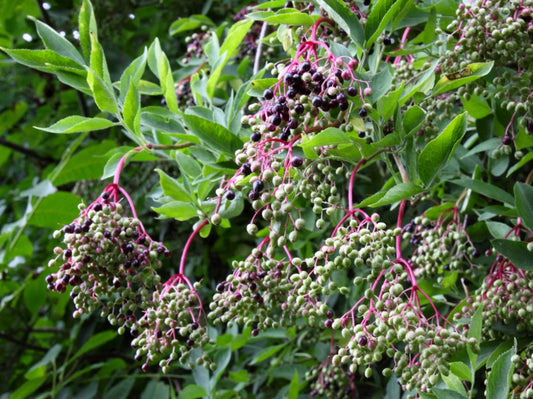 Elderberry Syrup & Oxymel Workshop